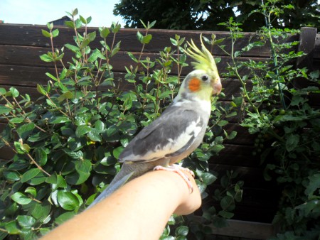 Valkparkietje geniet van het zonnetje