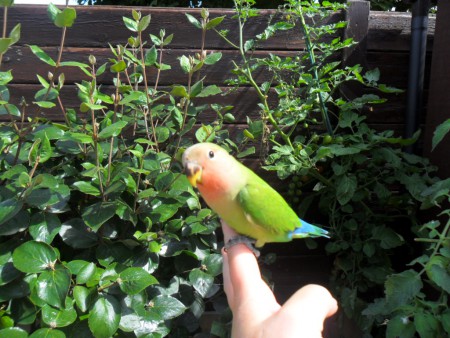 Dwergpapegaaitje (Agapornis Roseicollis) geniet van het zonnetje