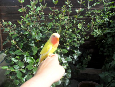 Lutino Agapornis Roseicollis