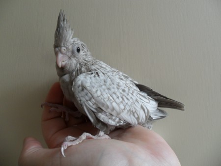  Witmasker Cinnamon Opaline jong