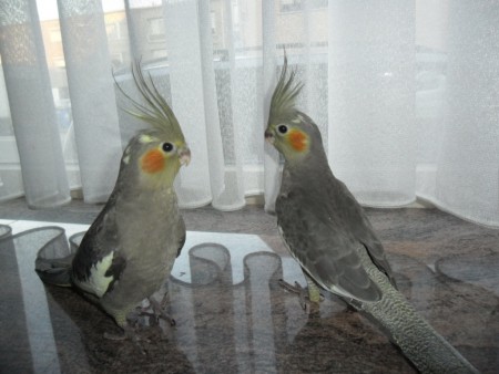 2 mooie wildkleur jonge