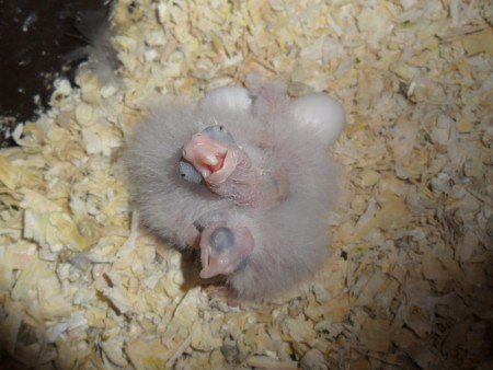 Jonge witmasker valkjes in het nest