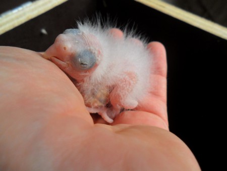 Jong witmasker valkje, oogjes zijn net open